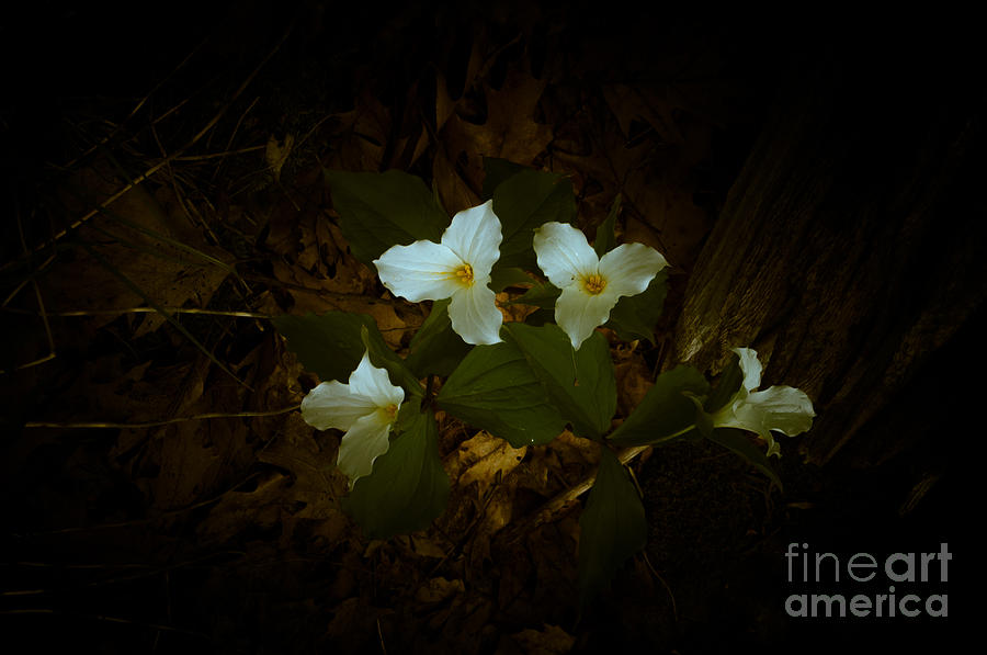 Dreamscapes - Trilliums 1 Photograph by Kathi Shotwell