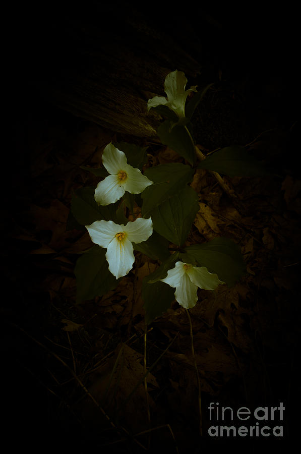 Dreamscapes - Trilliums 2 Photograph by Kathi Shotwell