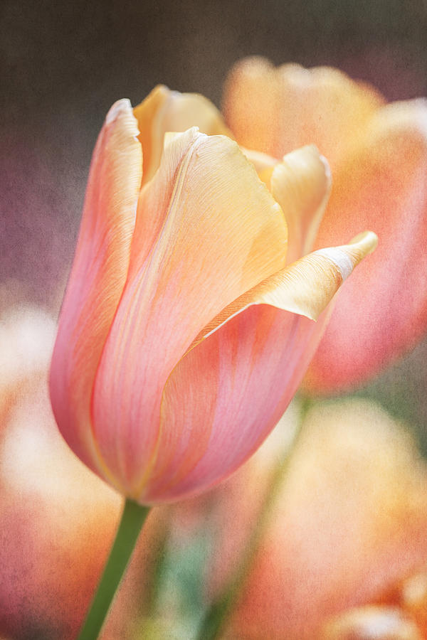 Dreamsicle Tulip Photograph by Jeff Abrahamson