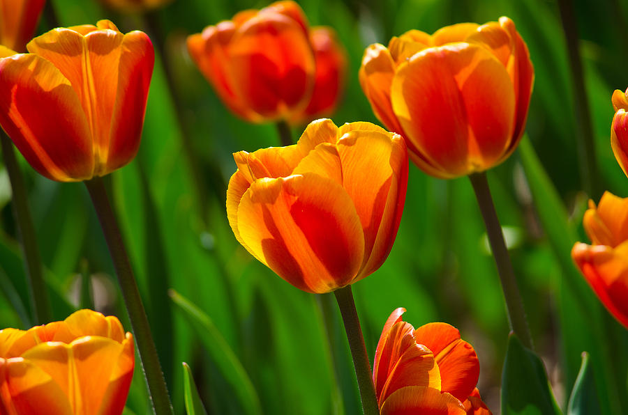 Dreamsicle Tulips Photograph by Tikvahs Hope