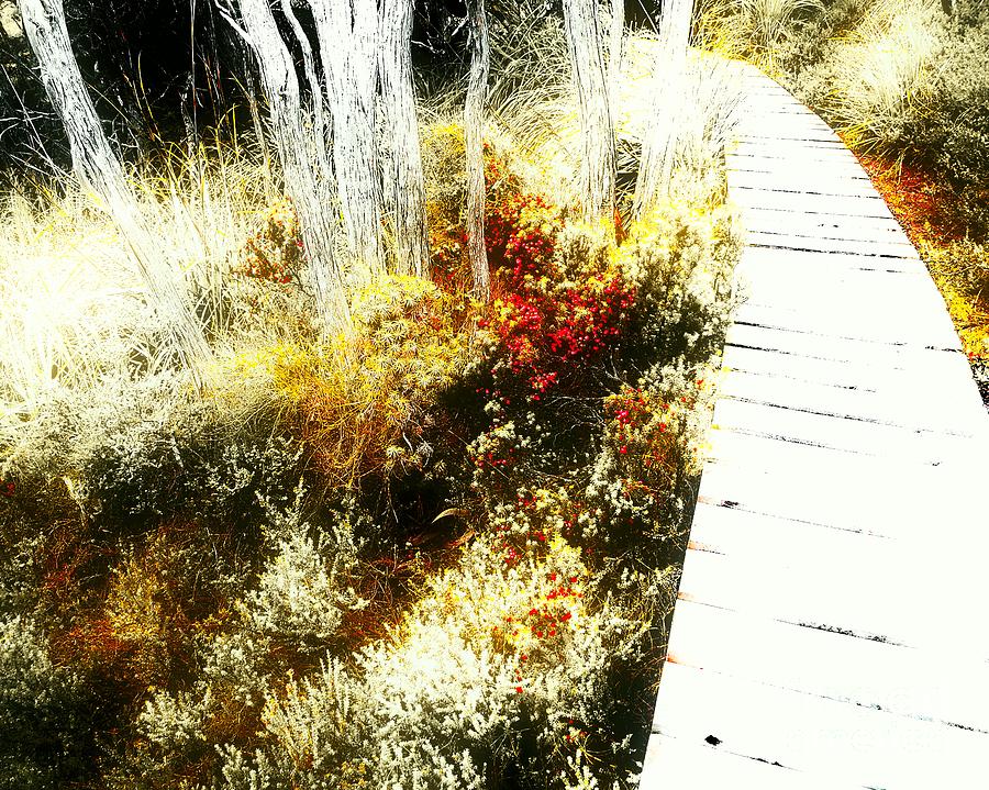 Dreamtime Wood Track Digital Art by Tim Richards