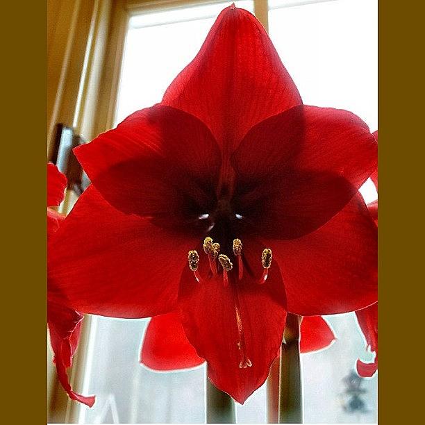 Flower Photograph - Dreamy Amaryllis  by Katie Phillips