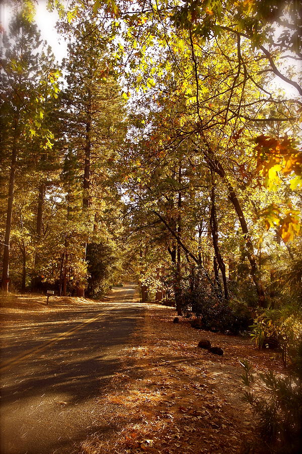 Dreamy Autumn Lane Photograph by Michele Myers