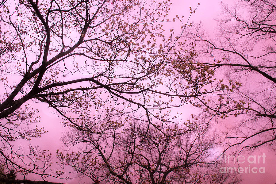 Dreamy Baby Pastel Pink Trees Nature - Shabby Chic Pink Nature Tree Art Photograph by Kathy Fornal