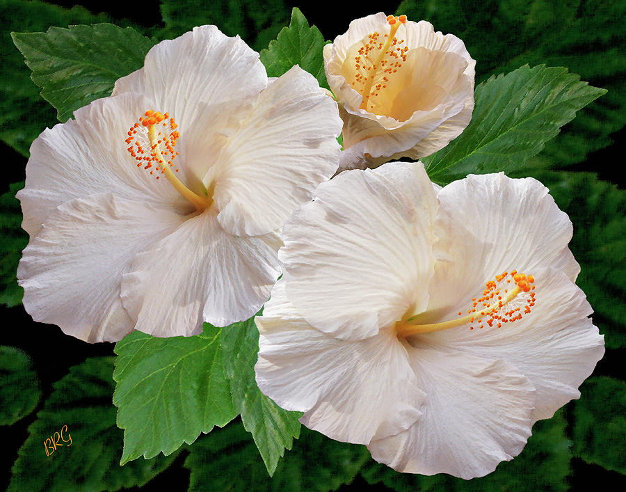 Dreamy Blooms - White Hibiscus Photograph by Ben and Raisa Gertsberg