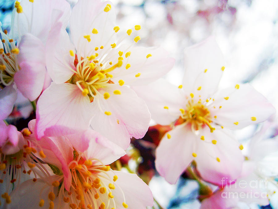 Dreamy Blossom Photograph by Nina Ficur Feenan