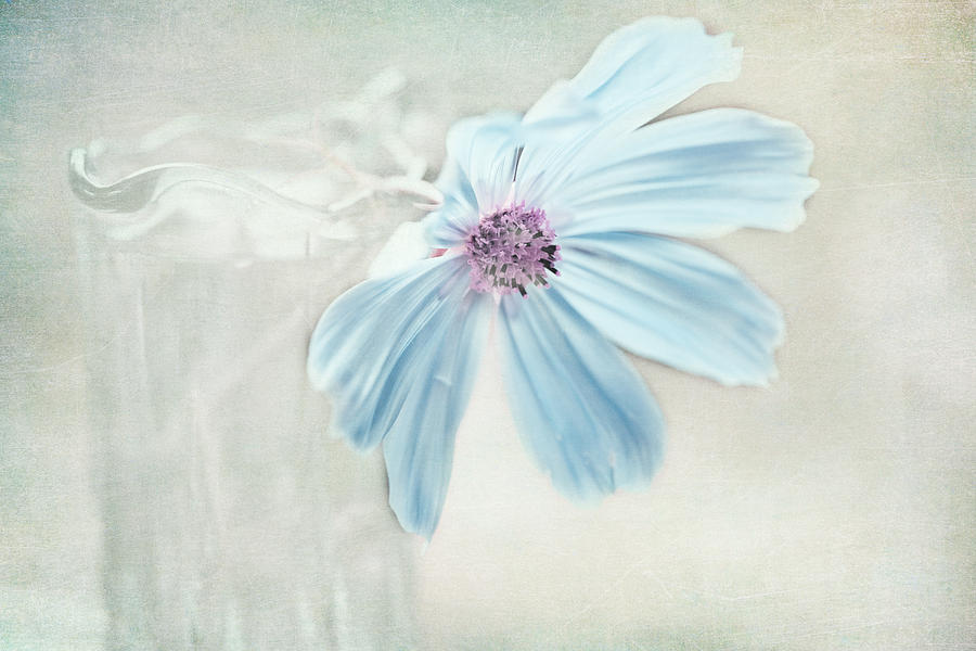 Blue Flower Photograph - Dreamy Blue Flower by Bonnie Bruno