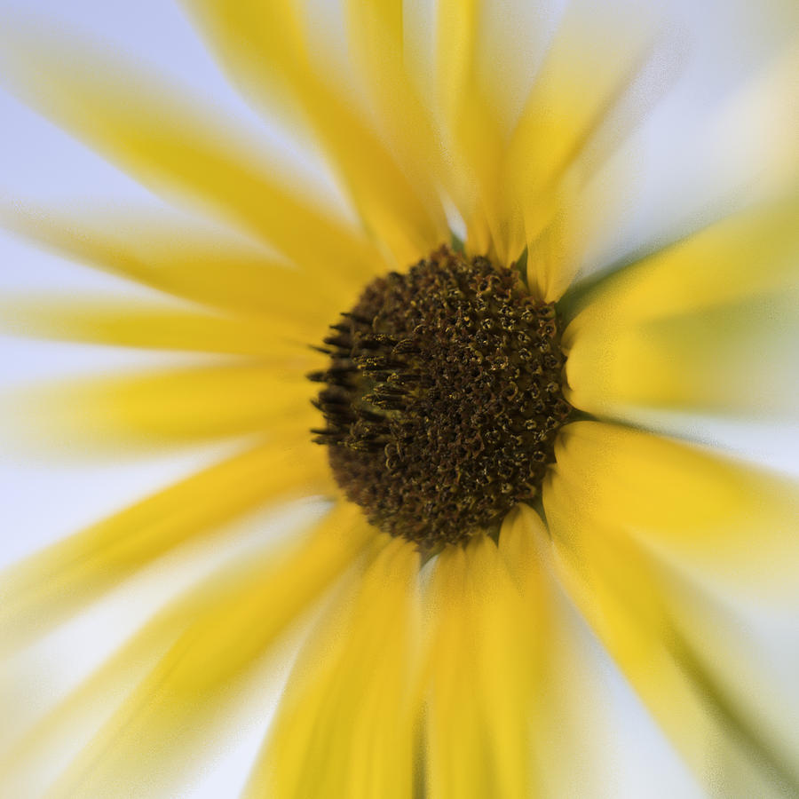 Dreamy bright yellow sunflower Photograph by Alan Tonnesen