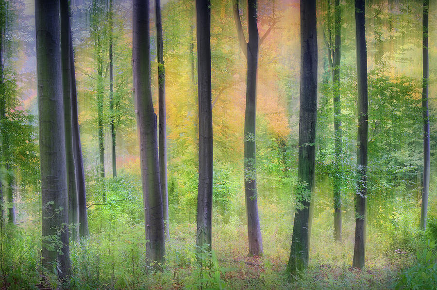 Tree Photograph - Dreamy by Burger Jochen