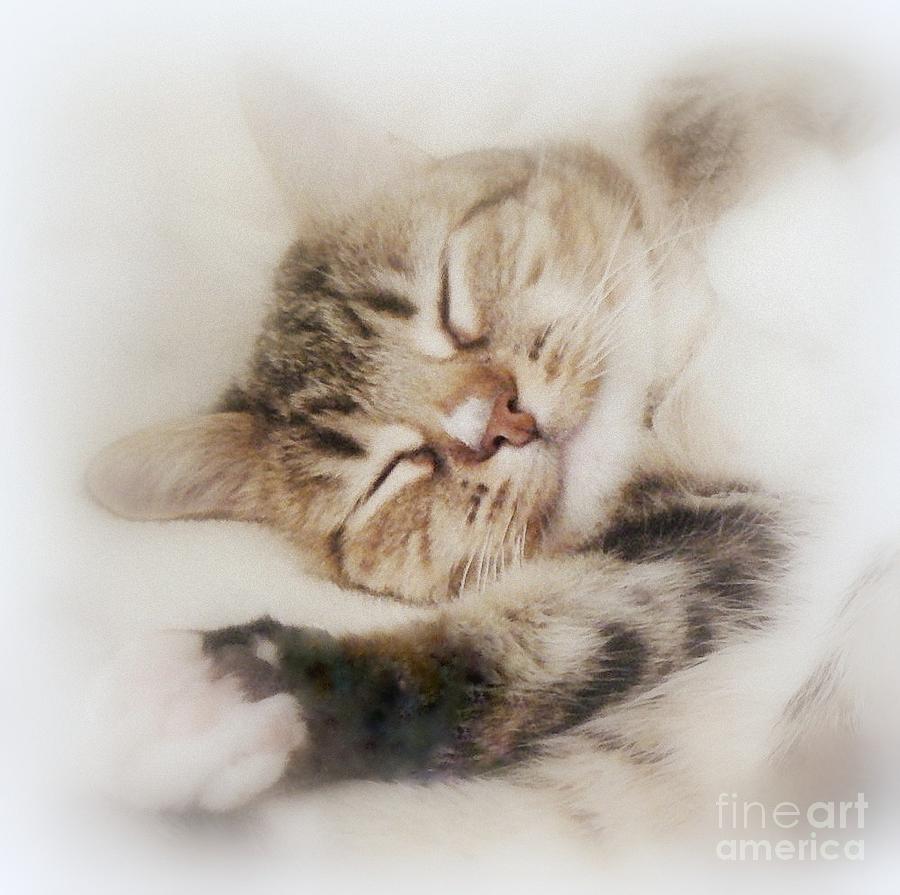 Animal Painting - Dreamy Cat Sleeps by Diana Besser