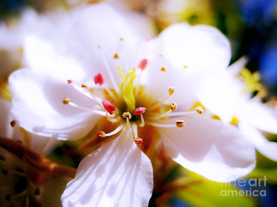 Dreamy Cherry Blossom Photograph by Nina Ficur Feenan