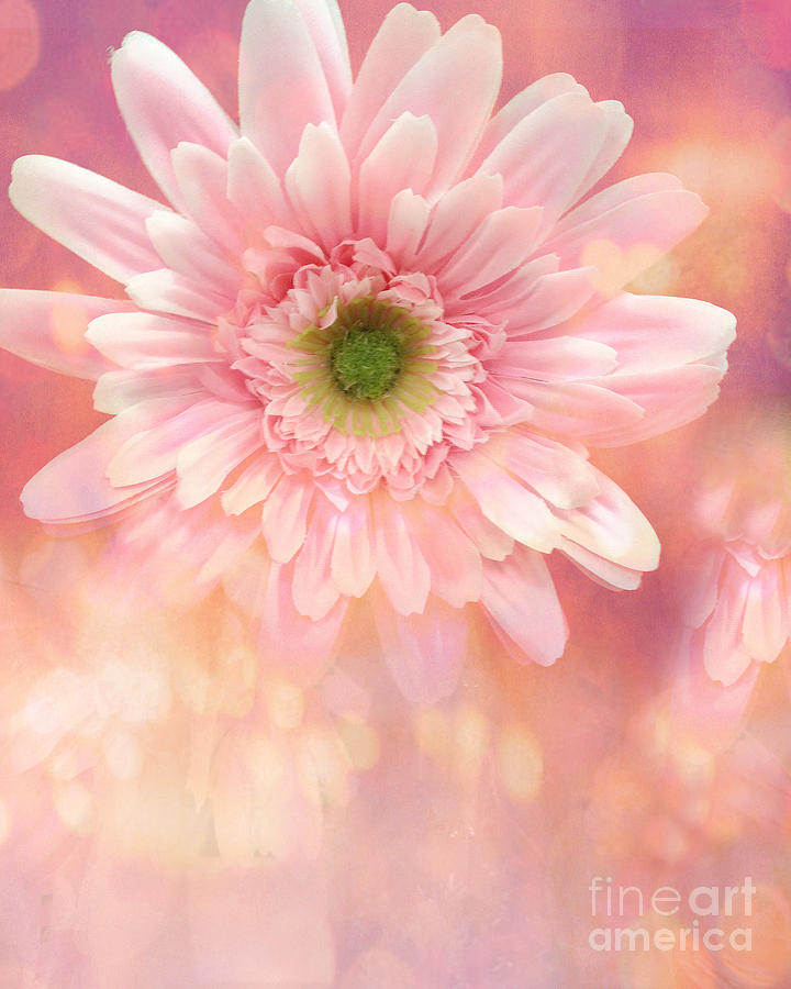 Dreamy Cottage Shabby Chic Pink Yellow Mango Gerber Daisy Flowers - Gerber Daisies Photograph by Kathy Fornal