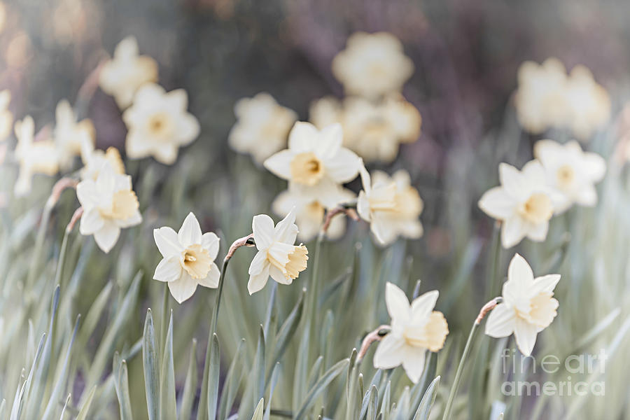 Dreamy daffodils Photograph by Elena Elisseeva