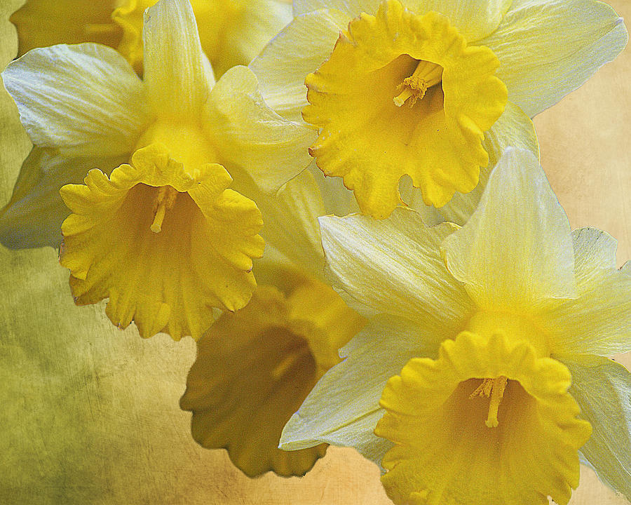 Dreamy Daffodils Photograph by TnBackroadsPhotos 