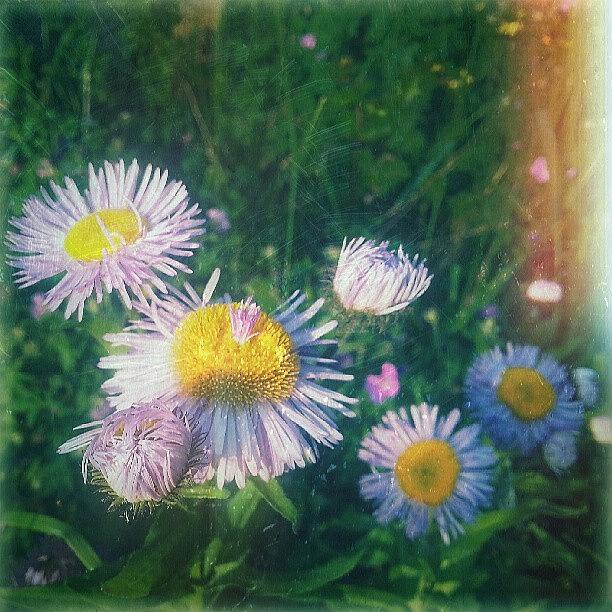 Summer Photograph - #dreamy #daisies. .. #flowers #floral by Linandara Linandara