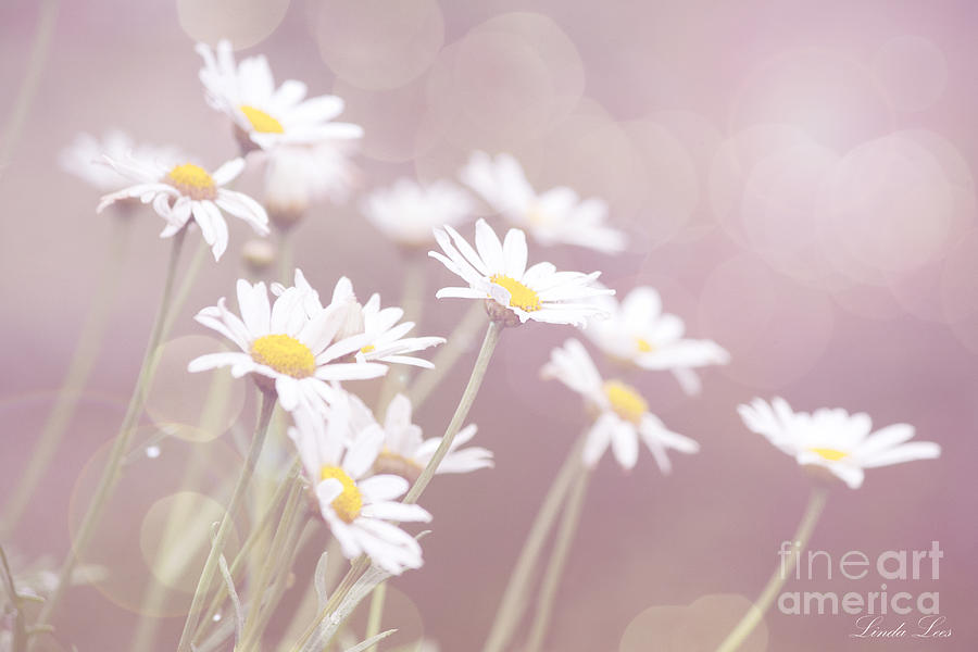 Daisy Photograph - Dreamy Daisies by Linda Lees