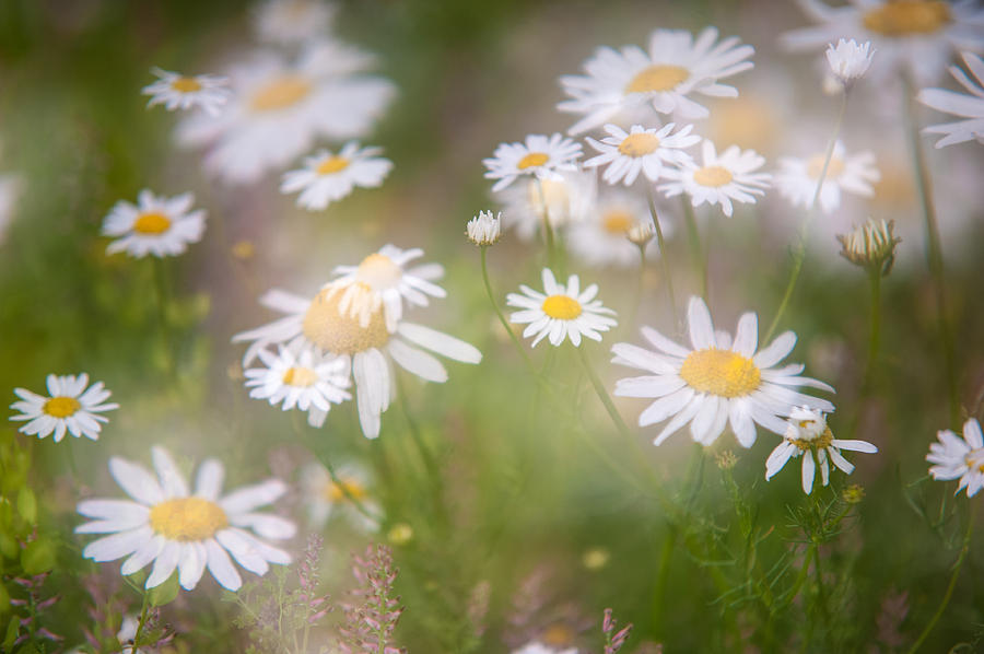 Daisy Photograph - Dreamy Daisies on Summer Meadow by Jenny Rainbow