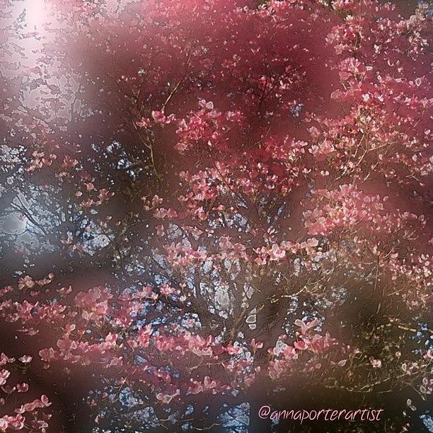 Tree Photograph - Dreamy Dogwood by Anna Porter