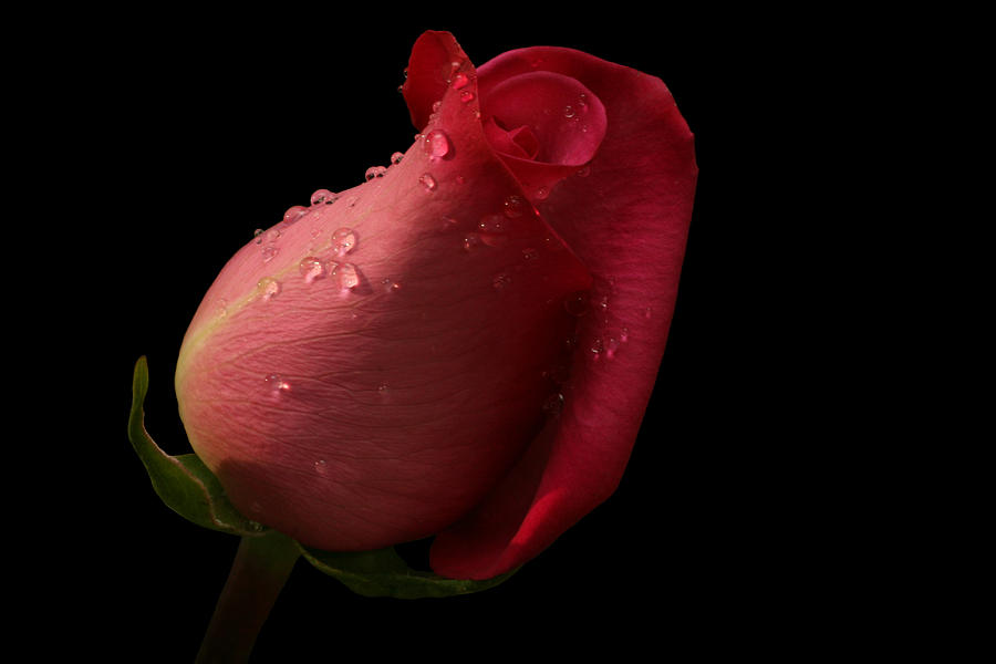 Rose Photograph - Dreamy by Doug Norkum