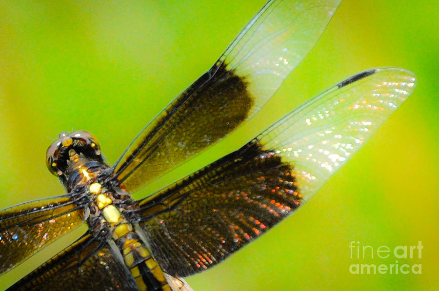 Dreamy Dragonfly Photograph by Cheryl McClure
