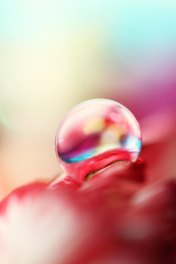 Dreamy Droplet Photograph by Sharon Johnstone