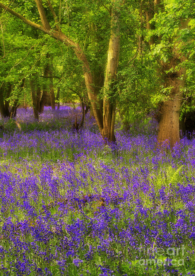 Dreamy English Bluebell Wood Photograph by Martyn Arnold