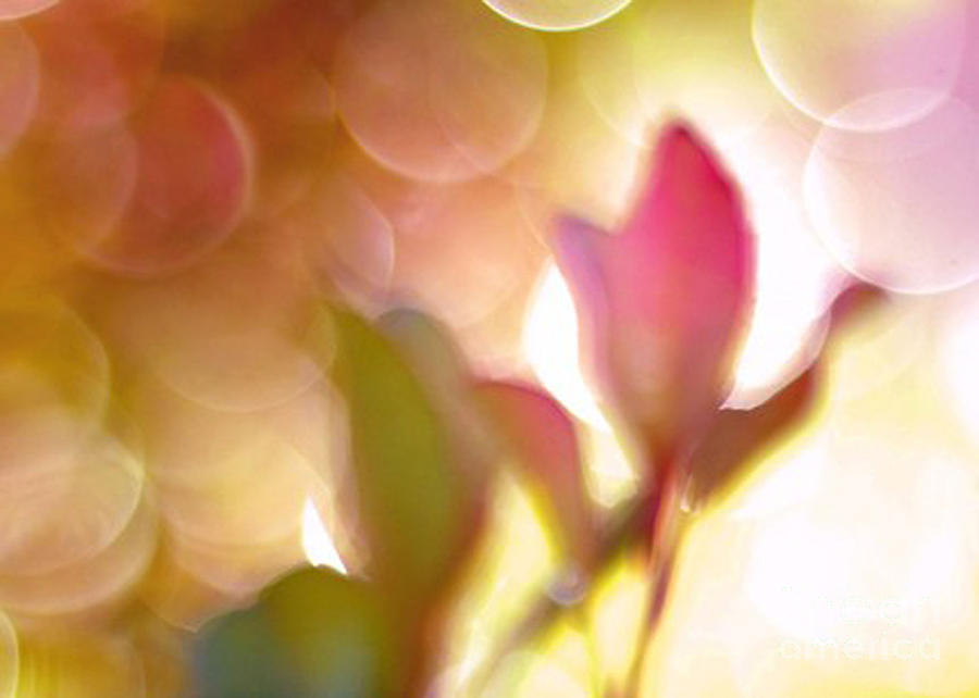 Dreamy Ethereal Pink Tulip Bokeh Circles Photograph by Kathy Fornal