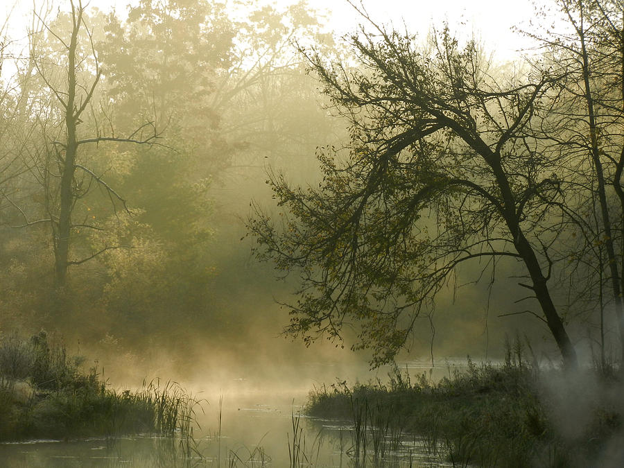 Dreamy-eyed Photograph by Julia Richardson - Fine Art America