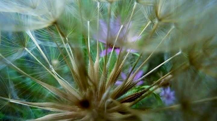 Plants Photograph - Dreamy Fairy Wishes  by Susan Garren