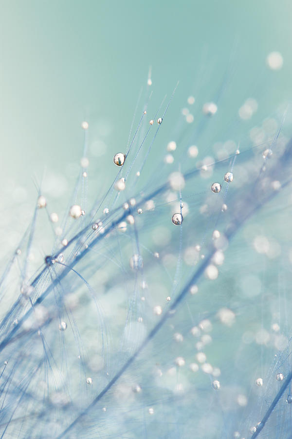 Dreamy Feather Drops Photograph by Sharon Johnstone