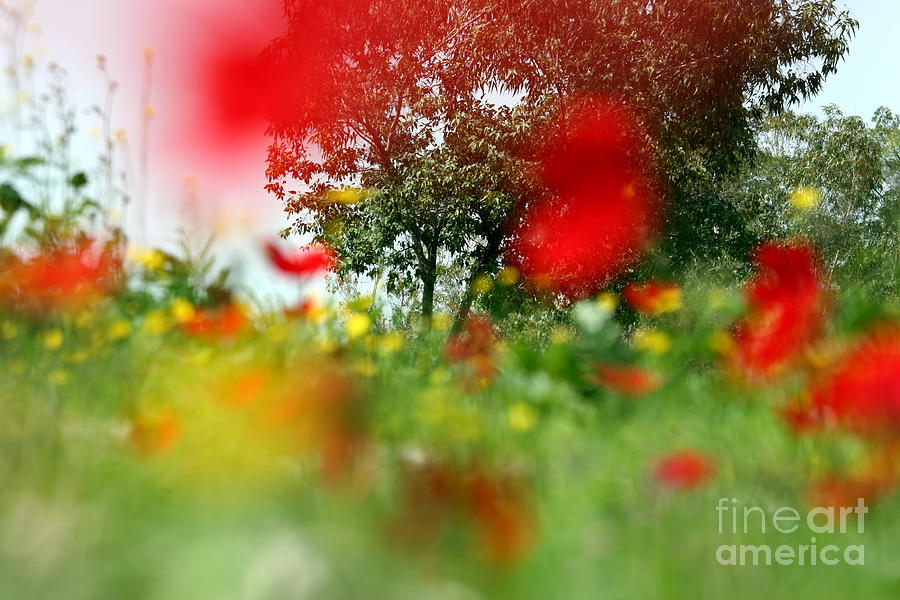Spring Photograph - Dreamy Field by Arie Arik Chen