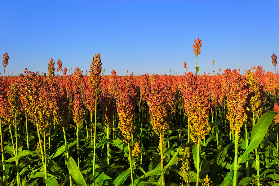 Dreamy Field of Sorghum In The Afternoon Sun Photograph by Mark Tisdale