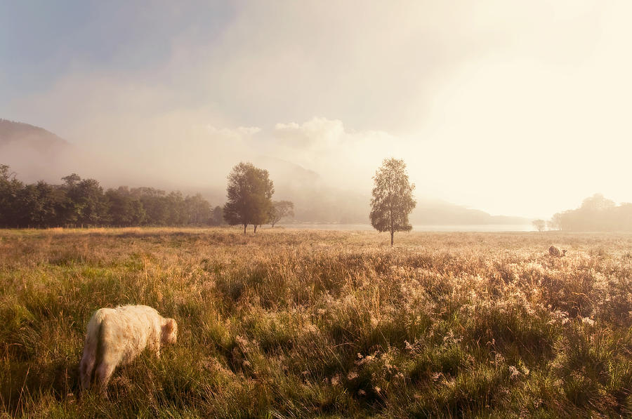 Dreamy Fields. The Trossachs. Scotland Photograph by Jenny Rainbow