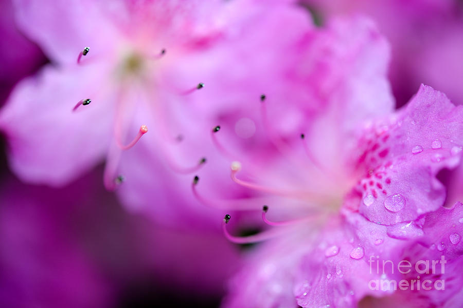 Dreamy Flowers 3 Photograph by Terry Elniski