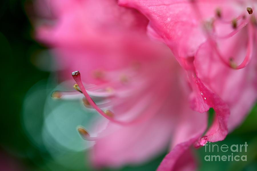 Rhododendron Flower Photograph - Dreamy Flowers 7 by Terry Elniski