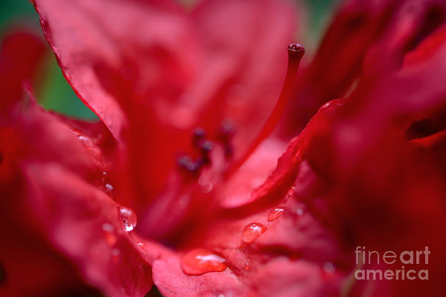 Rhododendron Flower Photograph - Dreamy Flowers 8 by Terry Elniski