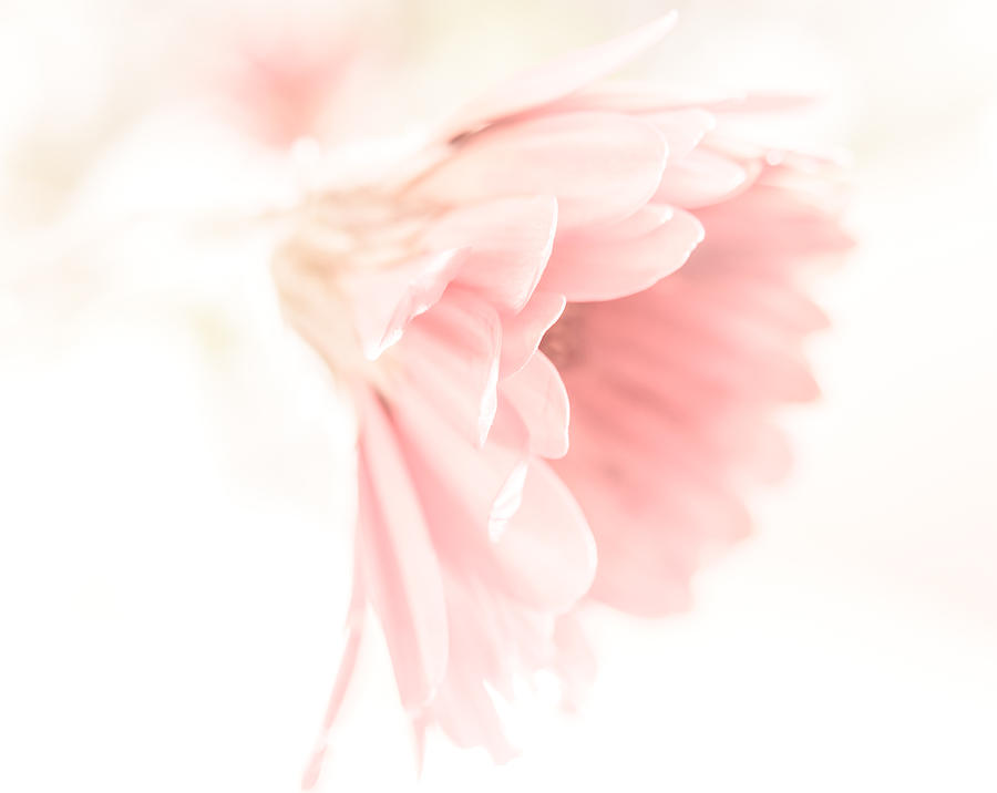 Flower Photograph - Dreamy Gerbera by Yvon van der Wijk