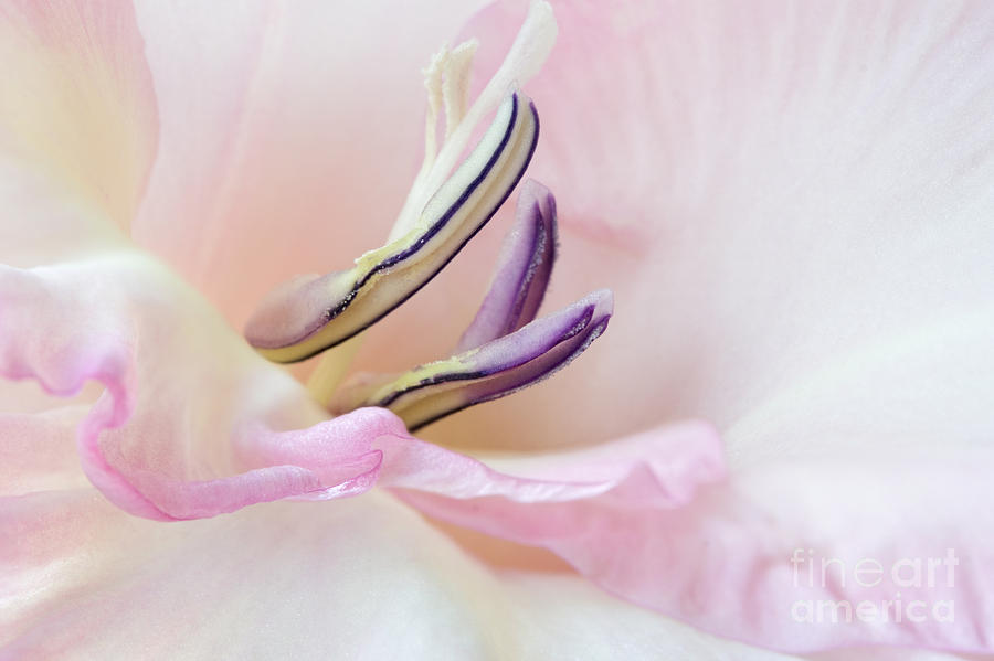Flowers Still Life Photograph - Dreamy Gladiolus by Ann Garrett