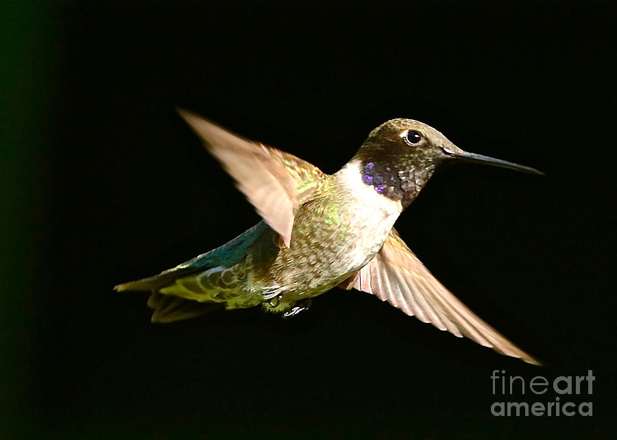 Dreamy Hummingbird Photograph by Carol Groenen