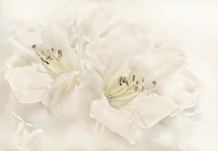Spring Photograph - Dreamy Ivory White Azalea Flowers by Jennie Marie Schell