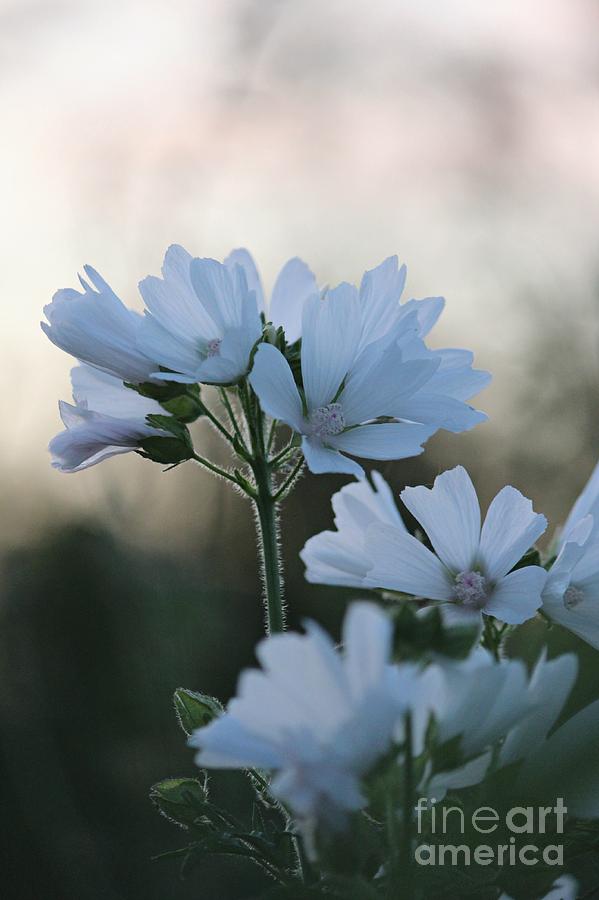 Flower Photograph - Dreamy  by Lauren Maki