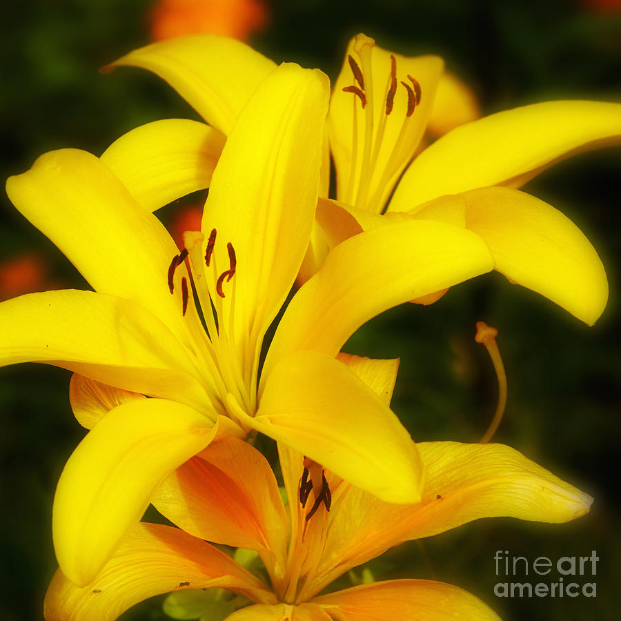 Dreamy Lilies Photograph by Nick  Biemans