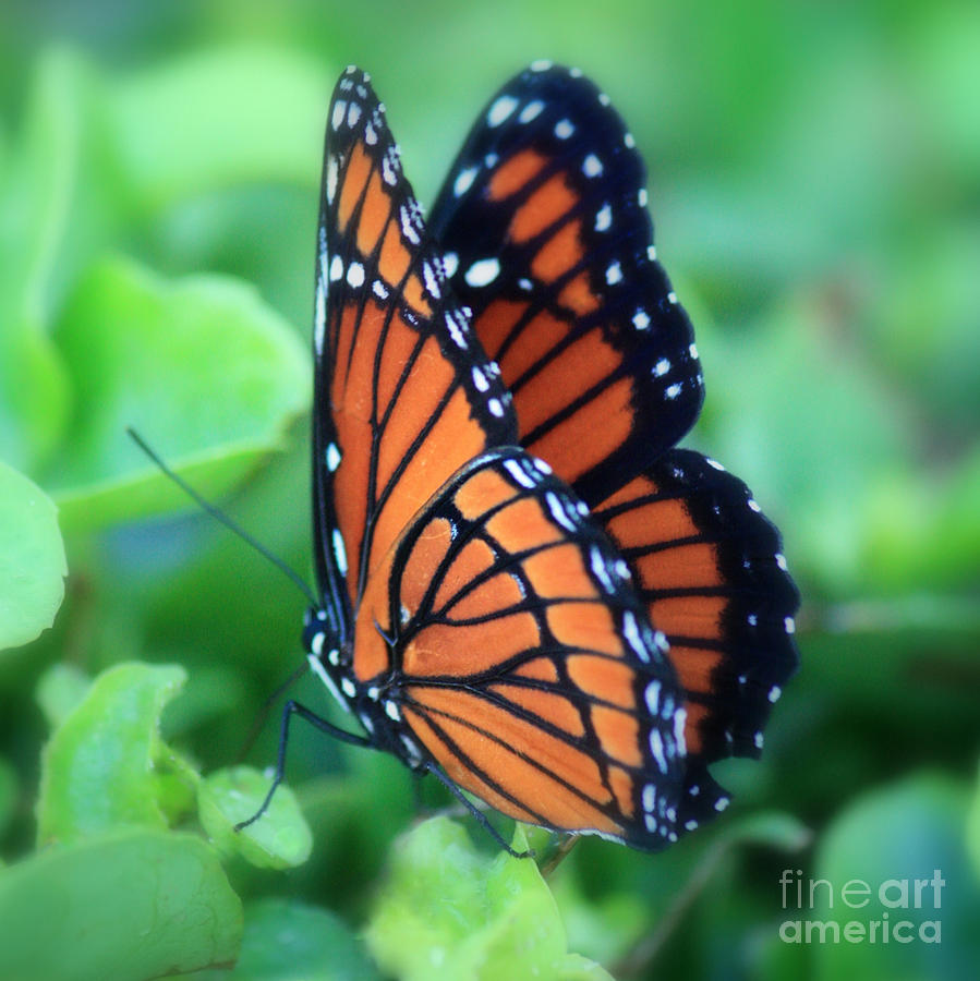 Dreamy Monarch Butterfly Photograph by Carol Groenen