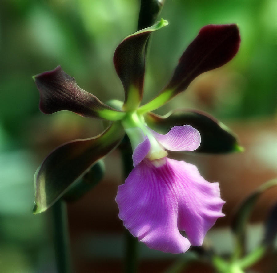 Orchid Photograph - Dreamy Orchid by Bill Morgenstern