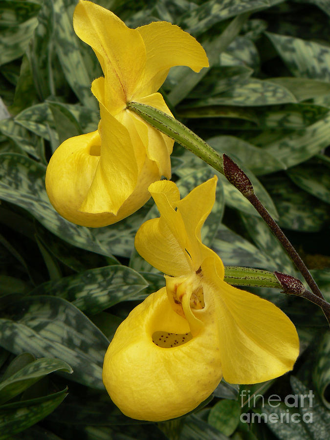 Dreamy Orchids Photograph by Helen Xiao - Fine Art America