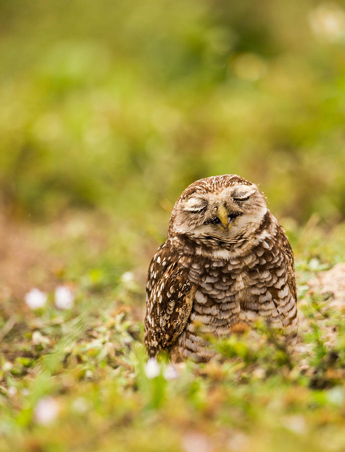 Dreamy Owl Photograph by Andres Leon