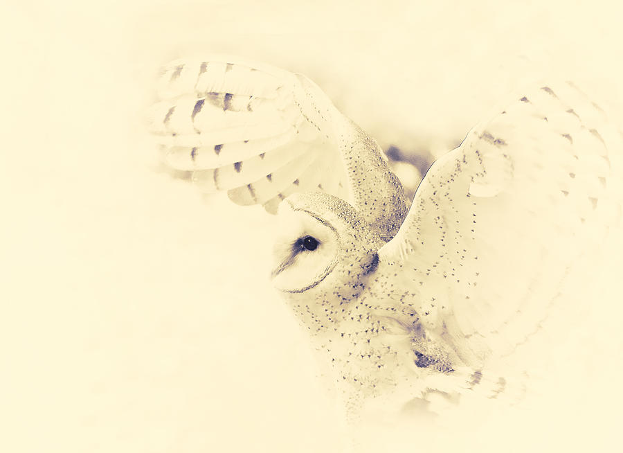 Owl Photograph - Dreamy Owl Art by Stephanie McDowell