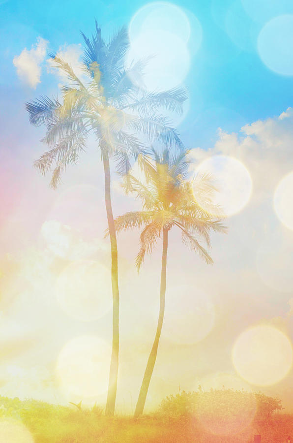 Dreamy Palm Trees Photograph by Patricia Awapara
