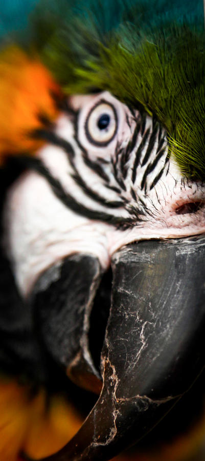 Wildlife Photograph - Dreamy Parrot by Karen Wiles