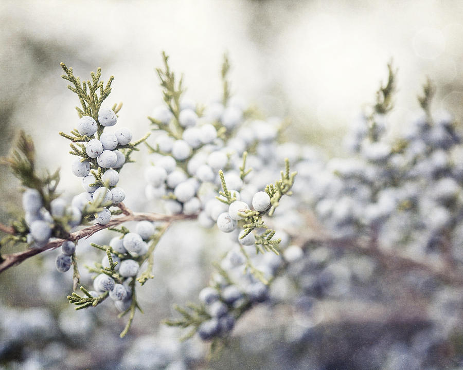 Nature Photograph - Dreamy Pastel Juniper Berries by Lisa R